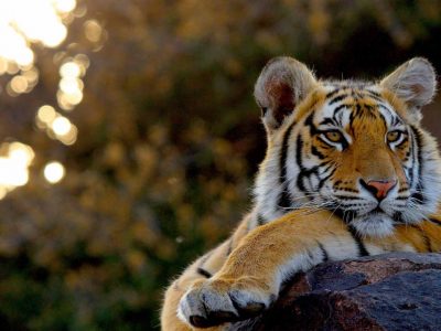 Best-places-to-Travel-for-wildlife